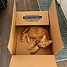 cat, orange_tabby, pet, feline, animal, cardboard_box, box, indoors, wooden_floor, striped_rug, relaxed, lying_down, curious, whiskers, ears, tail, fur, home, floor, photography