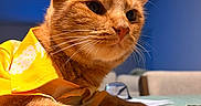 Teri is registered to the contest to win money with this photo: cat, orange_cat, ginger_cat, pet, animal, feline, whiskers, ears, paws, fur, yellow_clothing, shirt, portrait, close_up, indoor, table, blue_background, sunlight, lounging, cute