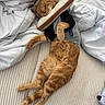 Teri is registered to the contest to win money with this photo: cat, orange_tabby, sleeping, pet, animal, bed, bedding, white_sheets, pillow, plush_toy, toast_pillow, gray_outfit, indoor, bedroom, relaxed, cute, whiskers, paws, tail, photography
