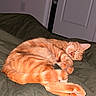 cat, tabby, orange_cat, sleeping, curled_up, bed, blanket, bedroom, indoor, pet, feline, striped_fur, closed_eyes, pink_nose, paws, stretched_legs, relaxed, cozy, door, flash_photography
