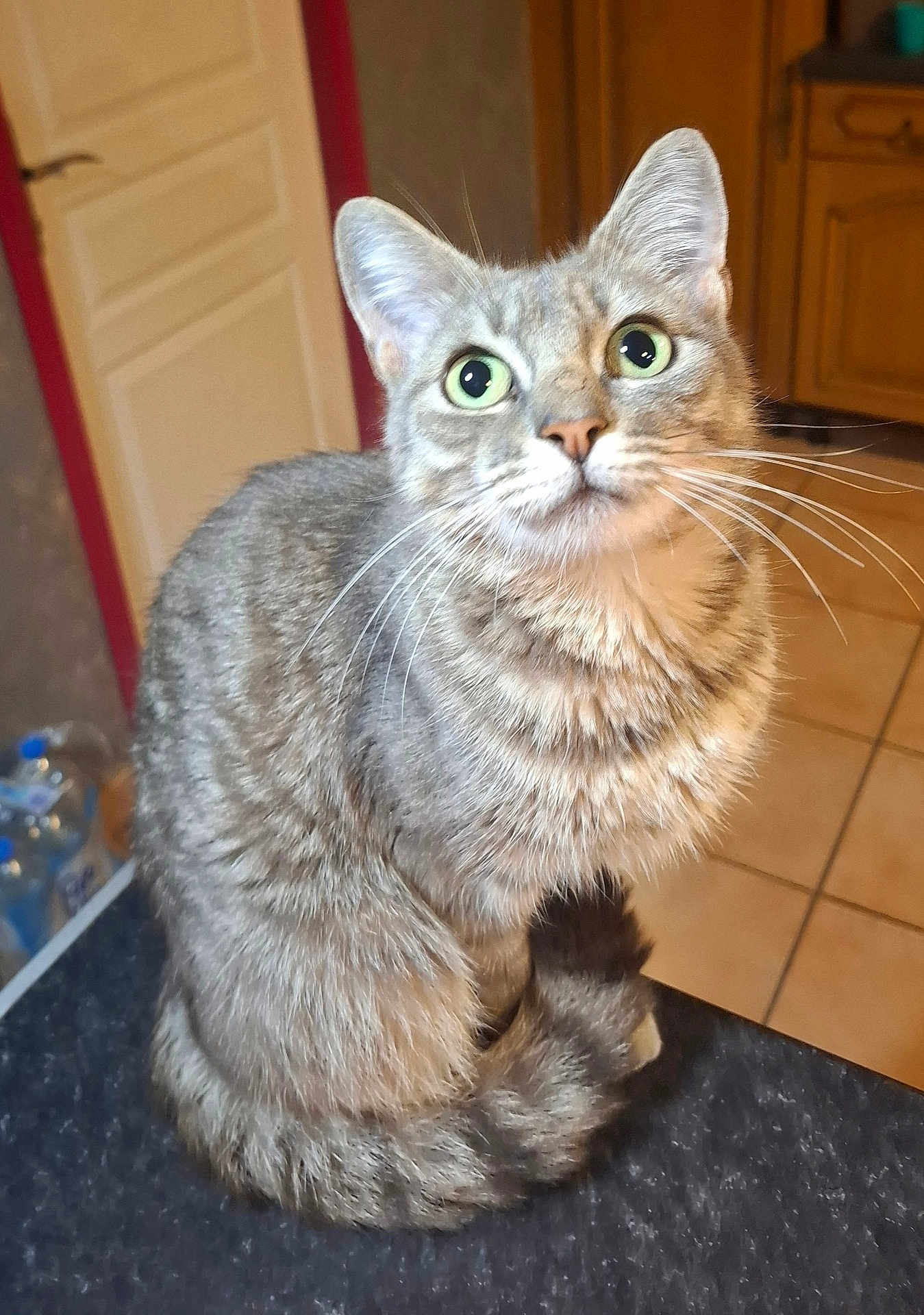 Lou a rejoint le concours — aidez-le/la à gagner de superbes lots ! cat, tabby, gray_cat, green_eyes, fur, whiskers, sitting, indoor, kitchen, tile_floor, cabinet, curious, pet, animal, feline, domestic_cat, closeup, looking_up, household, cozy