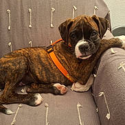 Piña participe au concours pour gagner de l'argent avec cette photo : animal, brindle, canine, closeup, companion, couch, cute, dog, domestic, fur, furniture, home, indoor, orange_harness, paw, pet, puppy, relaxed, resting, young_dog