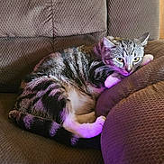 Prince joined the competition — help win amazing prizes! cat, tabby, pet, animal, feline, resting, couch, furniture, indoor, cozy, relaxed, purple_light, striped, whiskers, paw, ears, yellow_eyes, home, domestic_animal, sleepy