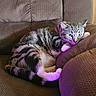 cat, tabby, pet, animal, feline, resting, couch, furniture, indoor, cozy, relaxed, purple_light, striped, whiskers, paw, ears, yellow_eyes, home, domestic_animal, sleepy