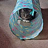 Prince joined the competition — help win amazing prizes! cat, tabby_cat, play_tunnel, indoor, curious, pets, animal, floor, toy, paws, whiskers, ears, looking, colorful, patterned, shrimps, cute, small, feline, playful