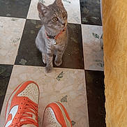 Zeus participe au concours pour gagner de l'argent avec cette photo : cat, kitten, floor, tile, black_and_white, sneakers, nike, orange, white, collar, bell, pet, indoor, curious, looking_up, footwear, fabric, yellow, texture, closeup