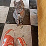 cat, kitten, floor, tile, black_and_white, sneakers, nike, orange, white, collar, bell, pet, indoor, curious, looking_up, footwear, fabric, yellow, texture, closeup