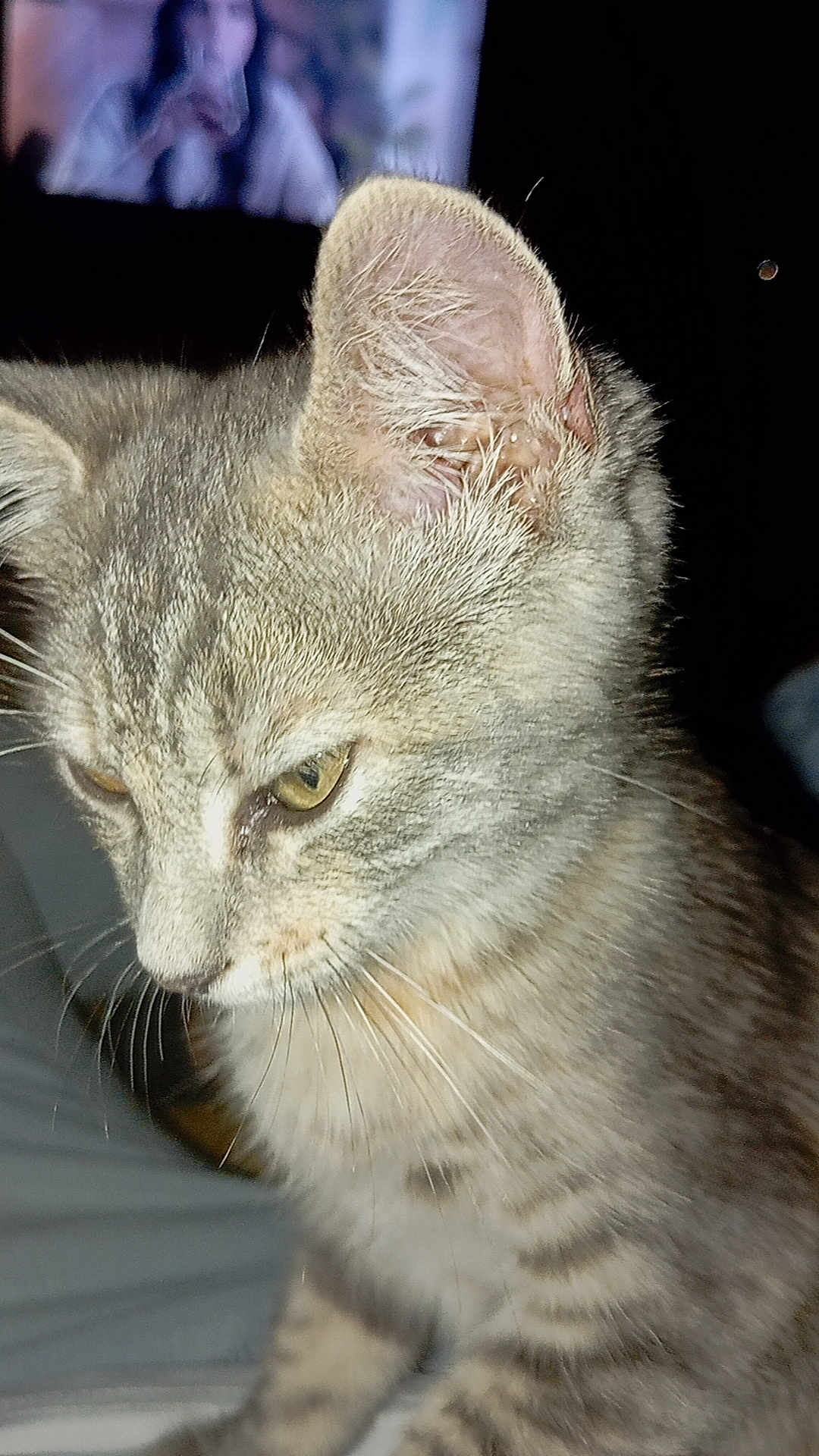 Zeus a rejoint le concours — aidez-le/la à gagner de superbes lots ! cat, tabby, close_up, pet, animal, fur, whiskers, ears, yellow_eyes, indoor, blurred_background, dark_background, portrait, feline, cute, domestic_animal, mammal, focused, soft_light, closeup