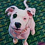 Koda is registered to the contest to win money with this photo: animal, black_patch, carpet, collar, cute, dog, domestic_animal, ears_up, four_legs, friendly, fur, indoor, looking_up, pet, pink_collar, puppy, sitting, tail, white_dog, young_dog