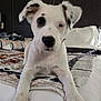 Koda is registered to the contest to win money with this photo: animal, bed, black_spots, blanket, cozy, cute, dog, ears, fur, head_tilt, home, indoor, looking_at_camera, lying_down, nose, paw, pet, pillow, puppy, white_dog