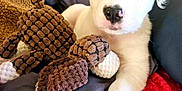Koda is registered to the contest to win money with this photo: animal, black_patch, blanket, closeup, comfort, cozy, cute, dog, fur, indoor, paw, pet, plush_toy, puppy, relaxed, resting, soft, toy, white, young