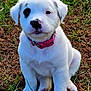 adorable, animal, black_patch, canine, collar, cute, daylight, dog, fur, grass, nature, outdoor, pet, pink_collar, portrait, puppy, sitting, small_dog, white_dog, young_dog