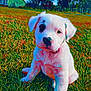 adorable, animal, background, blue_sky, collar, cute, dog, field, grass, house, nature, outdoor, pet, playful, puppy, sitting, sunlight, tree, white_fur, young