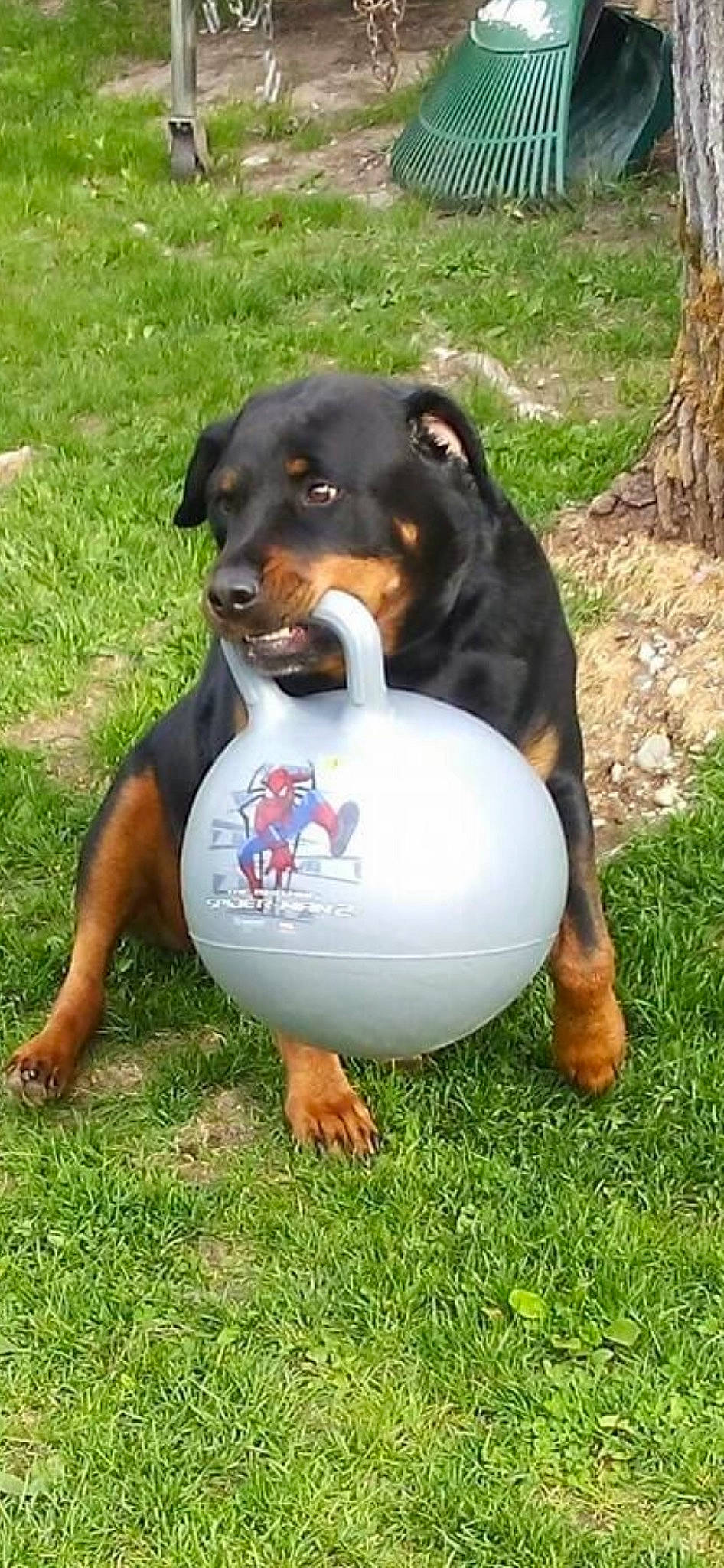 Chevy is registered to the contest to win money with this photo: art, canidae, carnivore, companion_dog, dobermann, dog, dog_breed, dog_supply, grass, guard_dog, hound, hunting_dog, personal_protective_equipment, sporting_group, terrestrial_animal, working_animal, working_dog