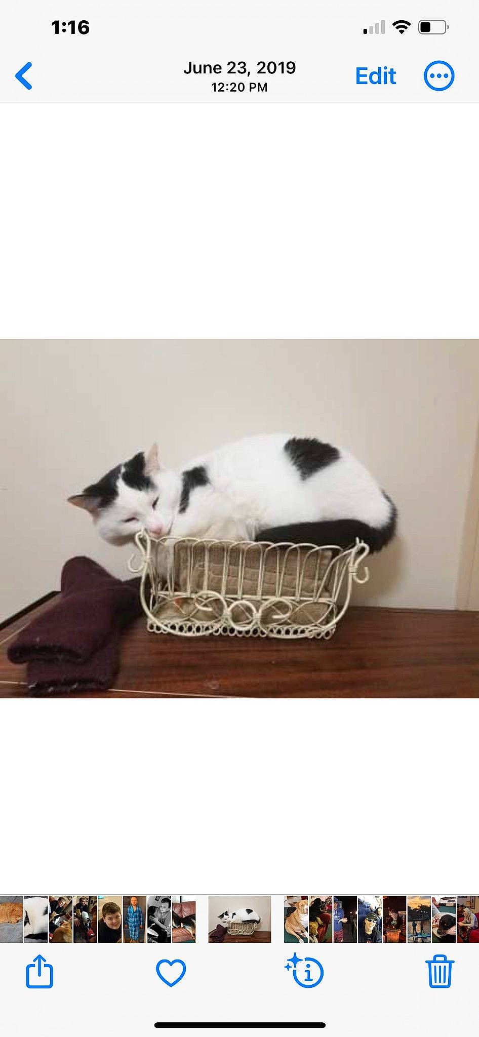 Twinkie joined the competition — help win amazing prizes! basket, carnivore, cat, cat_bed, cat_supply, comfort, domestic_short_haired_cat, felidae, fur, hardwood, outdoor_furniture, pet_supply, rectangle, small_to_medium_sized_cats, table, tail, tree, whiskers, wicker, wood