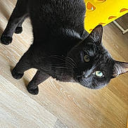 Mitsu a rejoint le concours — aidez-le/la à gagner de superbes lots ! cat, black_cat, pet, animal, feline, green_eyes, whiskers, ears, fur, lying_down, indoor, wooden_floor, yellow_chair, home, portrait, close_up, looking_at_camera, relaxed, playful, photography