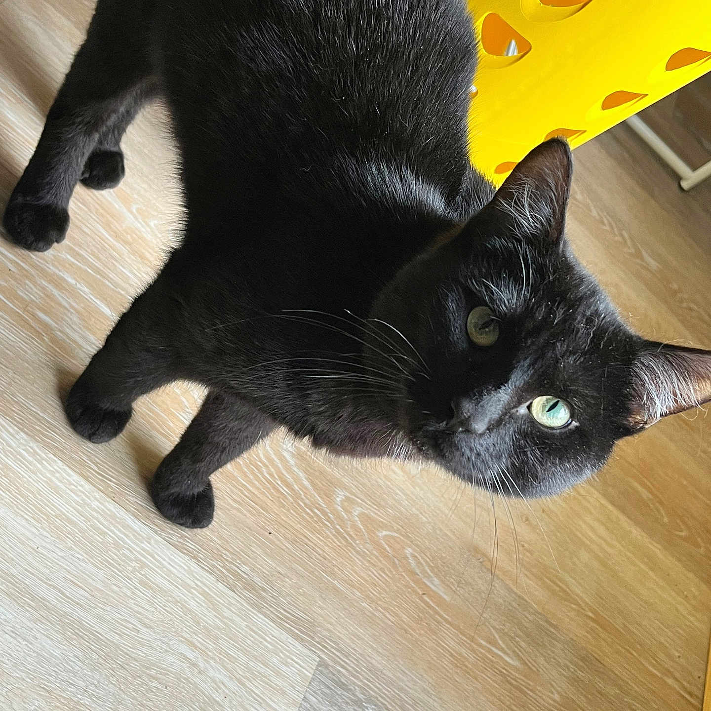 Mitsu a rejoint le concours — aidez-le/la à gagner de superbes lots ! cat, black_cat, pet, animal, feline, green_eyes, whiskers, ears, fur, lying_down, indoor, wooden_floor, yellow_chair, home, portrait, close_up, looking_at_camera, relaxed, playful, photography