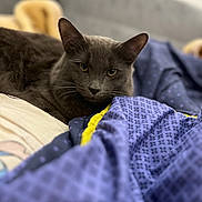 June a rejoint le concours — aidez-le/la à gagner de superbes lots ! cat, gray_cat, feline, pet, animal, whiskers, ears, eyes, portrait, lying_down, bed, blanket, purple_blanket, bedroom, indoors, cozy, relaxed, close_up, soft_lighting, home