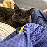 cat, gray_cat, feline, pet, animal, whiskers, ears, eyes, portrait, lying_down, bed, blanket, purple_blanket, bedroom, indoors, cozy, relaxed, close_up, soft_lighting, home