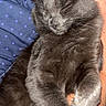 cat, gray_cat, sleeping, pet, animal, furry, whiskers, ears, paws, close_up, portrait, indoor, cozy, relaxed, nap, cuddling, person, arms, polka_dot, photography