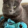 cat, gray_cat, green_eyes, animal, pet, feline, whiskers, ears, fur, close_up, portrait, indoors, couch, blanket, plush_toy, stuffed_animal, turquoise, lounging, relaxed, photography