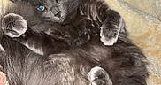 June participe au concours pour gagner de l'argent avec cette photo : cat, gray_cat, fluffy, fur, pet, animal, lying_down, belly_up, relaxed, sleepy, cozy, blanket, indoors, home, portrait, close_up, blue_eyes, paws, whiskers, cute