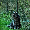 cat, black_cat, fluffy, long_hair, feline, pet, sitting, outdoors, garden, grass, greenery, foliage, nature, animal_portrait, whiskers, ears, tail, fur, natural_light, backyard