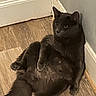cat, black_cat, animal, pet, feline, sitting, lounging, floor, wooden_floor, indoor, home, wall, door, black_fur, fluffy_tail, paws, ears, eyes, portrait, funny_pose