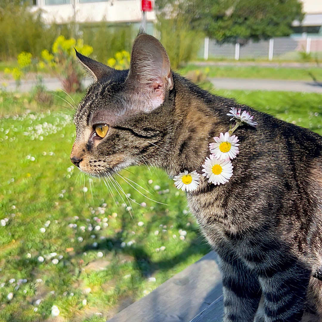 Maya a rejoint le concours — aidez-le/la à gagner de superbes lots ! abyssinian, anemone, animal, cat, daisy, flower, flowerarrangement, flowerbouquet, grass, hardwood, head, kitten, manx, person, pet, petal, plant, pottedplant, sunflower, wood