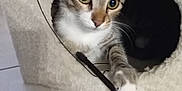 Pia participe au concours pour gagner de l'argent avec cette photo : abyssinian, accessories, animal, blanket, cat, den, egyptiancat, hole, indoors, kitten, leash, manx, pet, siamese, strap