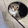 abyssinian, accessories, animal, blanket, cat, den, egyptiancat, hole, indoors, kitten, leash, manx, pet, siamese, strap