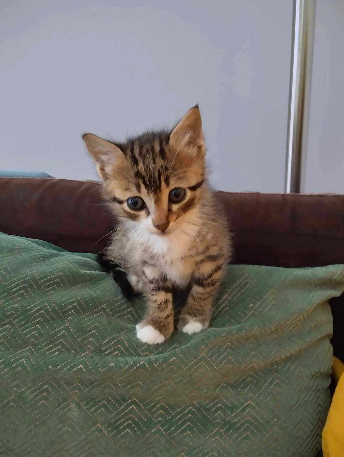 Pia