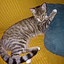 Pia a rejoint le concours — aidez-le/la à gagner de superbes lots ! abyssinian, animal, bed, blanket, cat, chair, couch, cushion, egyptiancat, furniture, homedecor, indoors, kitten, manx, person, pet, siamese, sleeping