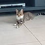Pia participe au concours pour gagner de l'argent avec cette photo : abyssinian, accessories, animal, cat, computerhardware, couch, drawer, egyptiancat, electronics, furniture, hardware, indoors, kitten, machine, manx, monitor, pet, screen, strap, tv