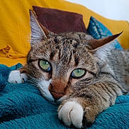 Pia participe au concours pour gagner de l'argent avec cette photo : animal, blanket, brown, cat, close_up, cozy, cute, feline, fur, green_eyes, indoor, paw, pet, pillow, relaxed, resting, tabby, teal, whiskers, yellow