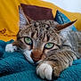 animal, blanket, brown, cat, close_up, cozy, cute, feline, fur, green_eyes, indoor, paw, pet, pillow, relaxed, resting, tabby, teal, whiskers, yellow