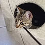 abyssinian, accessories, animal, cat, couch, egyptiancat, furniture, hole, indoors, kitten, leash, manx, person, pet, siamese, sleeping, strap