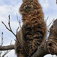 Pistou participe au concours pour gagner de l'argent avec cette photo : cat, tabby_cat, fluffy_fur, tree_branch, outdoor, nature, animal, pet, feline, wildlife, sky, cloudy, branches, perched, looking_up, alert, whiskers, ears, paws, fur_texture