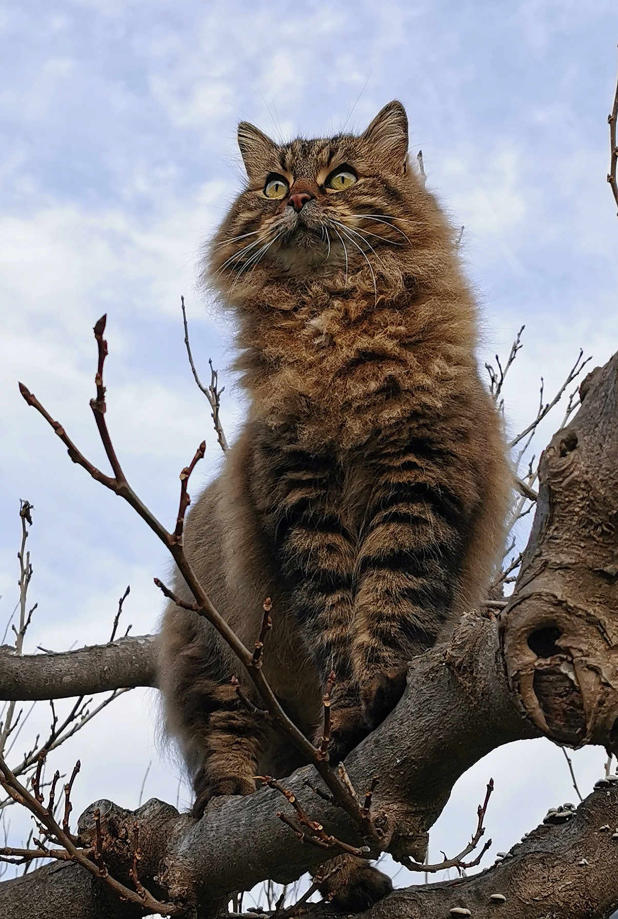 Pistou participe au concours pour gagner de l'argent avec cette photo : cat, tabby_cat, fluffy_fur, tree_branch, outdoor, nature, animal, pet, feline, wildlife, sky, cloudy, branches, perched, looking_up, alert, whiskers, ears, paws, fur_texture