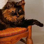 Ganache a rejoint le concours — aidez-le/la à gagner de superbes lots ! cat, tortoiseshell, fluffy, chair, wooden_chair, furniture, paw, indoor, relaxed, pet, animal, feline, domestic_cat, seat, carved, woven_seat, cozy, resting, portrait, cute