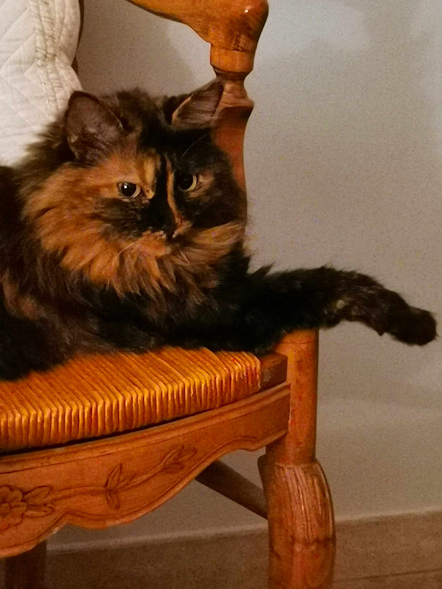 Ganache a rejoint le concours — aidez-le/la à gagner de superbes lots ! cat, tortoiseshell, fluffy, chair, wooden_chair, furniture, paw, indoor, relaxed, pet, animal, feline, domestic_cat, seat, carved, woven_seat, cozy, resting, portrait, cute