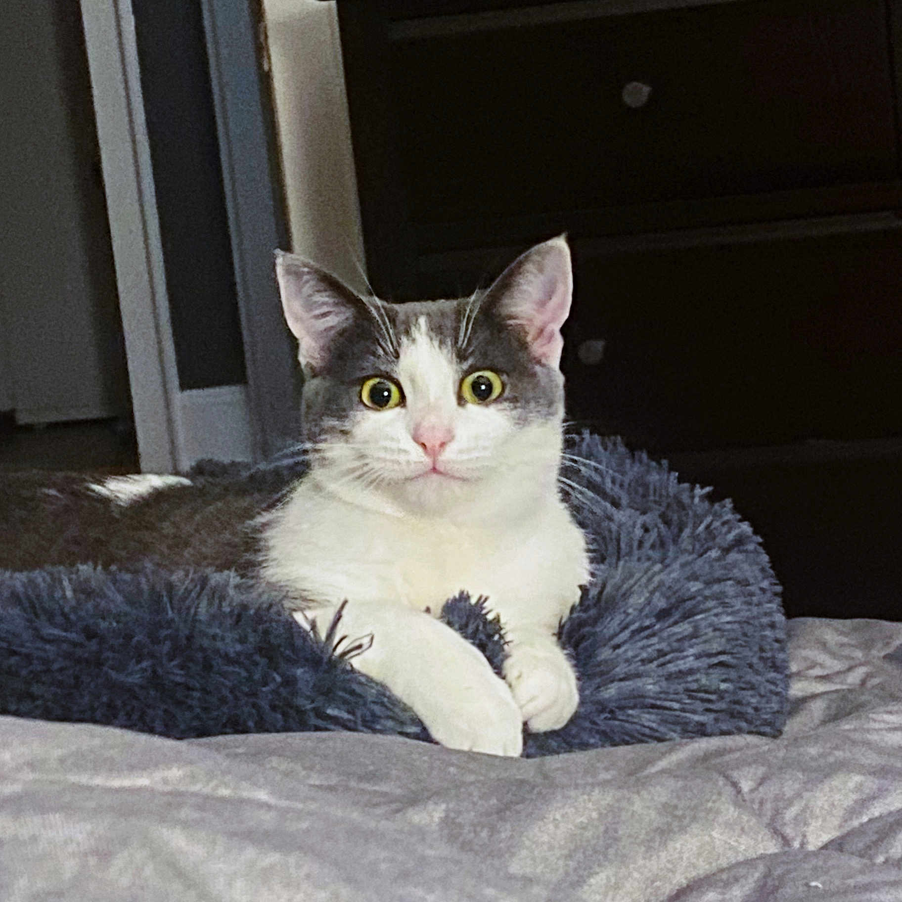 Lunatic Beanz joined the competition — help win amazing prizes! alert, animal, bedroom, blanket, cat, cozy, cute, domestic_cat, ears, feline, fluffy_bed, furniture, gray_and_white_fur, indoor, paw, pet_bed, pink_nose, resting, whiskers, wide_eyes
