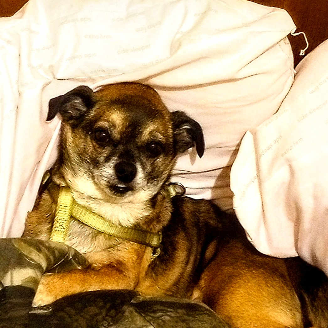 Maddox joined the competition — help win amazing prizes! animal, armchair, bed, blanket, bulldog, canine, chair, chihuahua, couch, cushion, dog, furniture, homedecor, hound, linen, person, pet, pug, puppy, sleeping