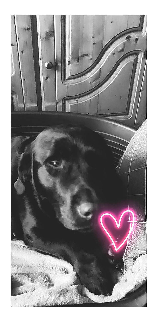 Joren participe au concours pour gagner de l'argent avec cette photo : black_and_white, canidae, carnivore, dog, dog_breed, labrador_retriever, nose, puppy, retriever, snout, sporting_group, style, vizsla