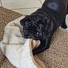 dog, pug, black_dog, pet, animal, wrinkled_face, short_snout, brown_eyes, playing, blanket, rug, indoor, home, floor, tile, carpet, lying_down, holding, cute, portrait
