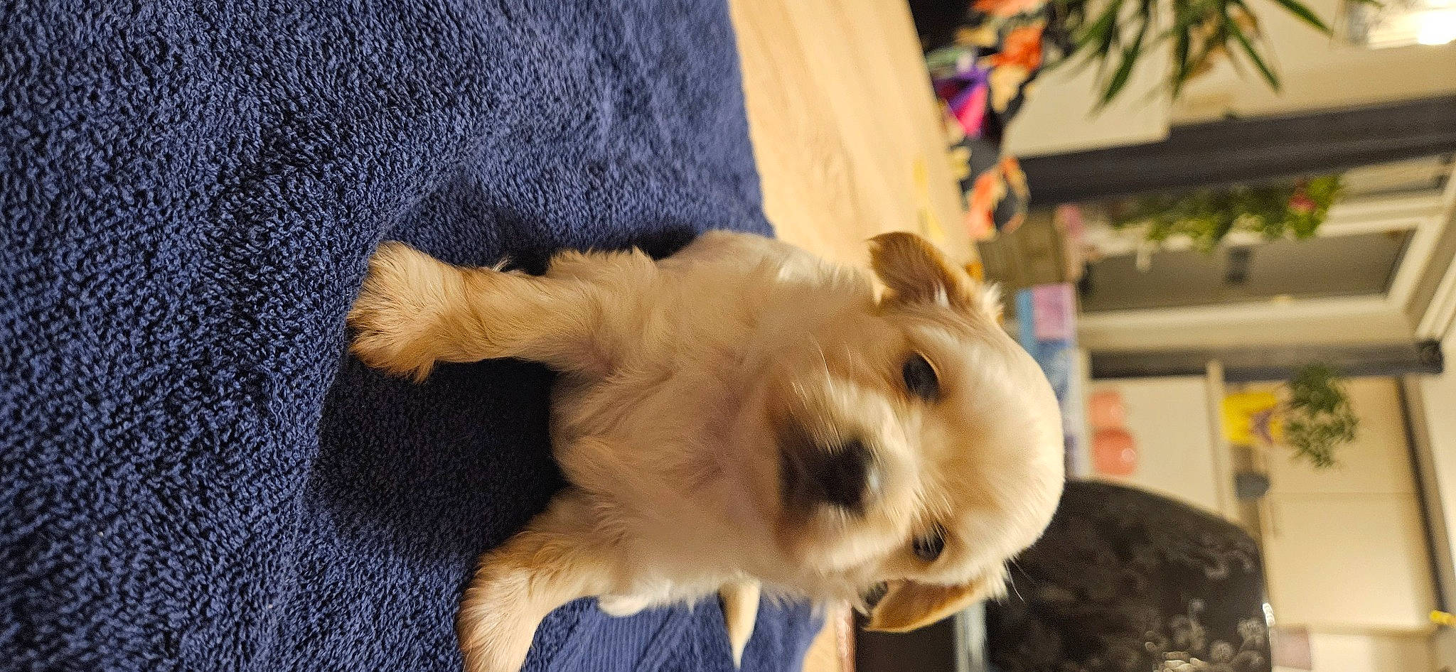 Marley participe au concours pour gagner de l'argent avec cette photo : canidae, carnivore, collar, companion_dog, dog, dog_breed, dog_collar, dog_supply, fawn, fur, maltepoo, puppy, puppy_love, small_terrier, snout, sporting_group, terrier, toy_dog, whiskers, working_animal