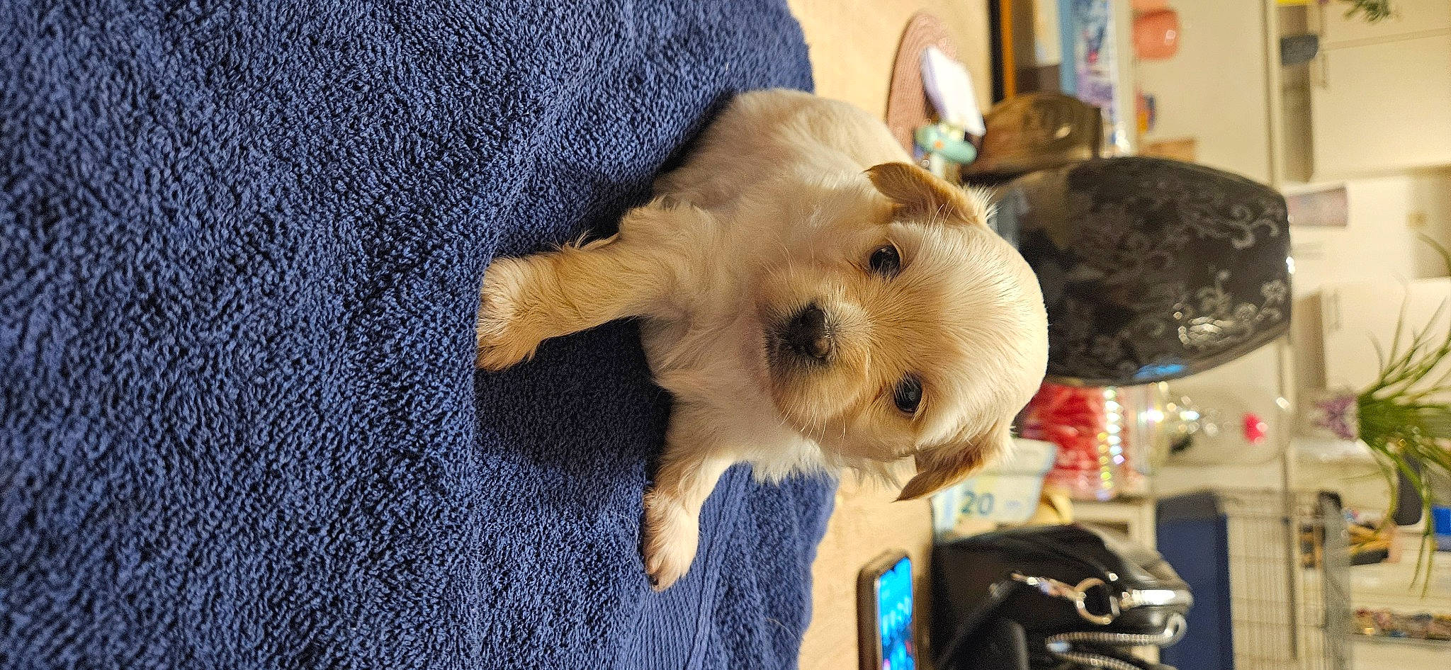 Marley a rejoint le concours — aidez-le/la à gagner de superbes lots ! companion_dog, dog, dog_breed, dog_clothes, dog_supply, electric_blue, event, felidae, fur, non_sporting_group, plush, sleeve, small_terrier, stuffed_toy, toy, toy_dog, whiskers, woolen, working_animal, woven_fabric