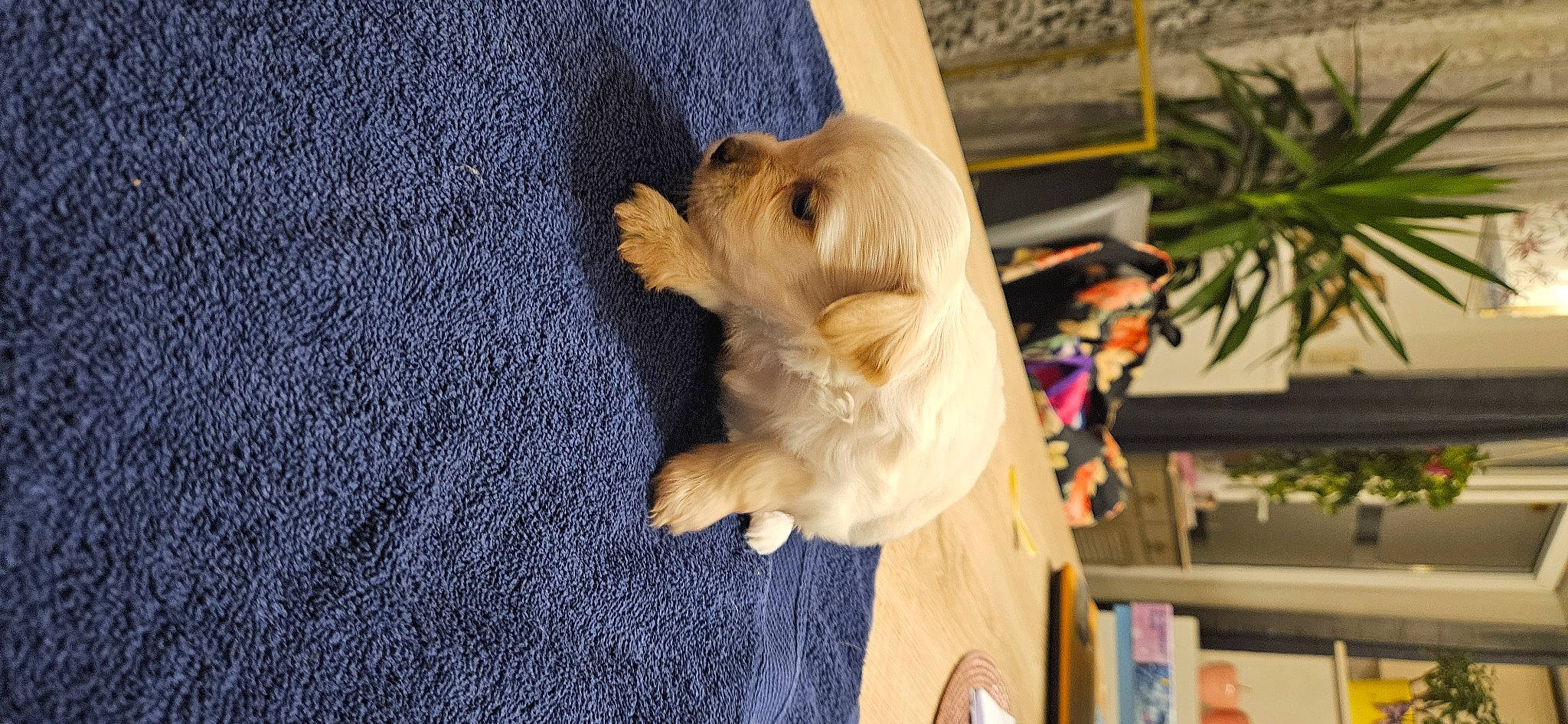 Marley a rejoint le concours — aidez-le/la à gagner de superbes lots ! bookcase, canidae, carnivore, companion_dog, dog, dog_breed, electric_blue, event, fawn, felidae, fur, hardwood, paw, plant, shelf, sporting_group, tail, toy_dog, wood, working_animal