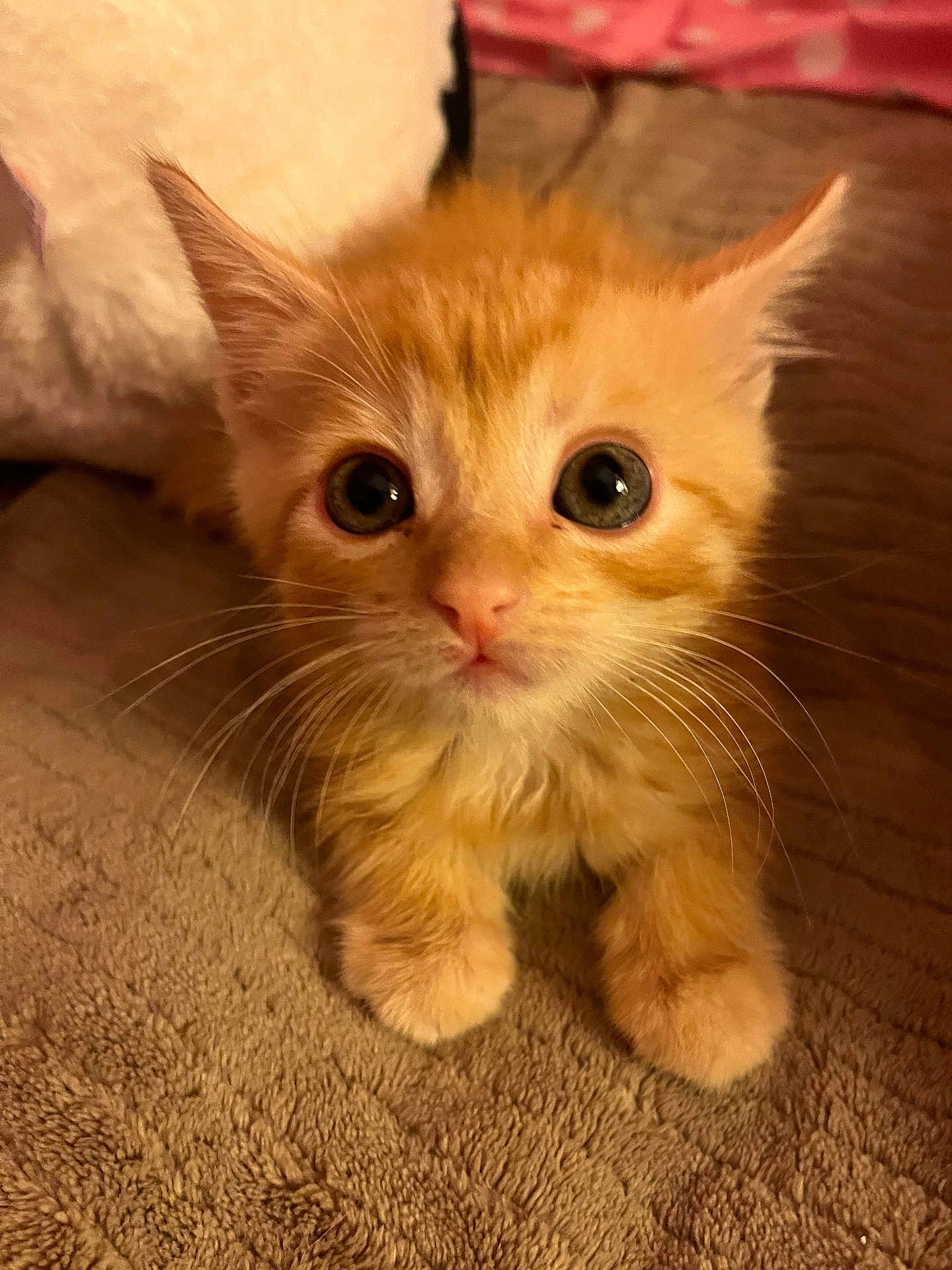 Toby