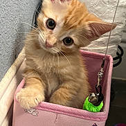 Toby joined the competition — help win amazing prizes! kitten, orange_tabby, cat, pet, pink_box, toy, bell, curious, cute, feline, indoor, playful, animal, young, fur, whiskers, ears, closeup, small, domestic_cat